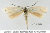 Elachista dispunctella