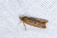 Helcystogramma triannulella