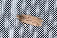Bryotropha