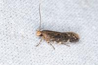 Aroga velocella
