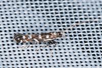 Parectopa ononidis