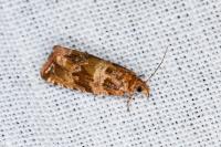 Celypha cespitana
