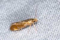 Metalampra