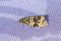 Celypha lacunana