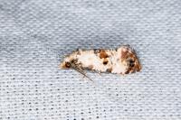 Neocochylis hybridella