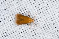 Tischeria
