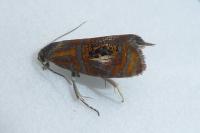 Olethreutes arcuella