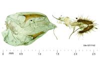 Ancylis sparulana