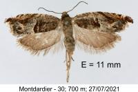 Ancylis sparulana