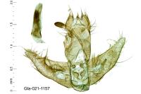 Agonopterix umbellana