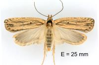 Agonopterix umbellana