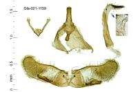 Oegoconia novimundi