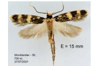 Oegoconia novimundi