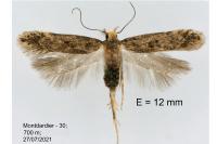 Bryotropha senectella