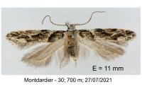 Recurvaria nanella