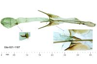 Scrobipalpa