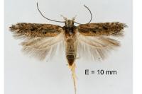 Scrobipalpa
