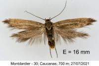 Scythris scorpionella