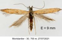 Mesophleps trinotella