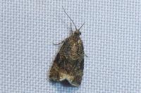 Celypha lacunana