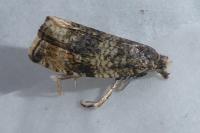 Celypha lacunana