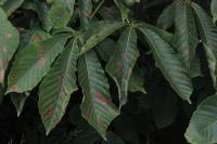 Cameraria ohridella