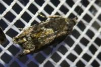 Epinotia immundana