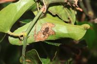 Acrolepiopsis vesperella