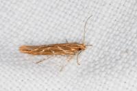 Pyroderces argyrogrammos