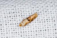 Bucculatrix ulmella