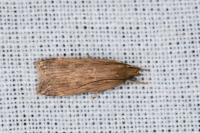 Helcystogramma triannulella