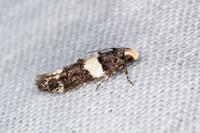 Recurvaria leucatella
