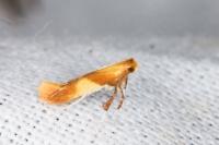 Caloptilia robustella