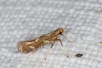 Calybites phasianipennella