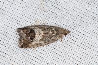 Cydia splendana