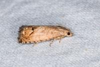 Cydia splendana