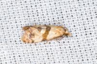 Phalonidia contractana