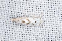 Niphonympha dealbatella