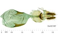 Ancylis sparulana