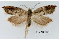 Ancylis sparulana