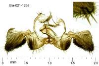 Crocidosema plebejana