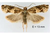 Crocidosema plebejana