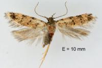 Carpatolechia aenigma