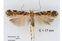 Aristotelia decoratella