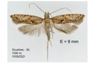 Acrolepiopsis vesperella