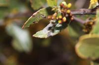 Bucculatrix alaternella