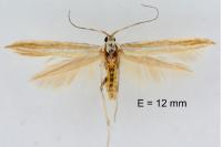 Coleophora cyrniella