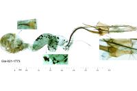Coleophora kautzi
