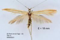 Coleophora kautzi