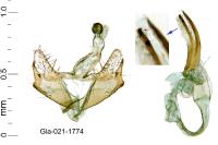 Coleophora pyrenaica